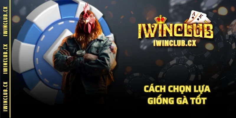 Cách chọn lựa giống gà tốt